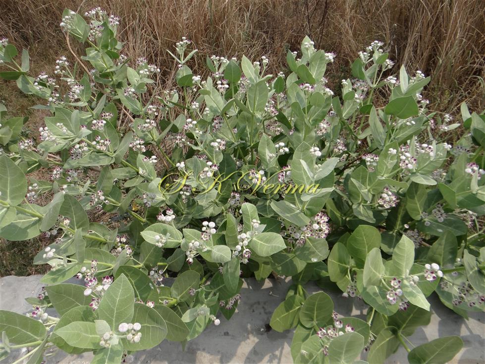  Plant